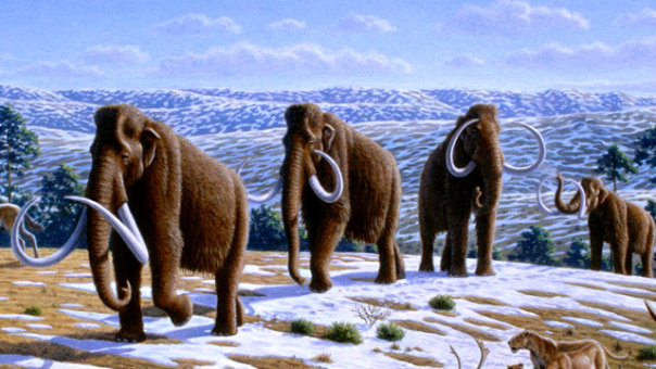 Woolly_mammoth